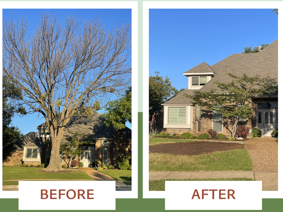 Commercial tree removal before and after results