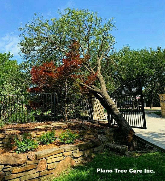 Commercial tree removal near fence and boundary line